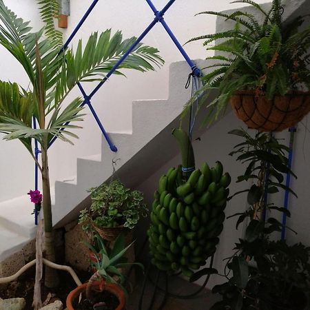 La Haciendita De La Casita Azul Puerto de la Cruz  Esterno foto