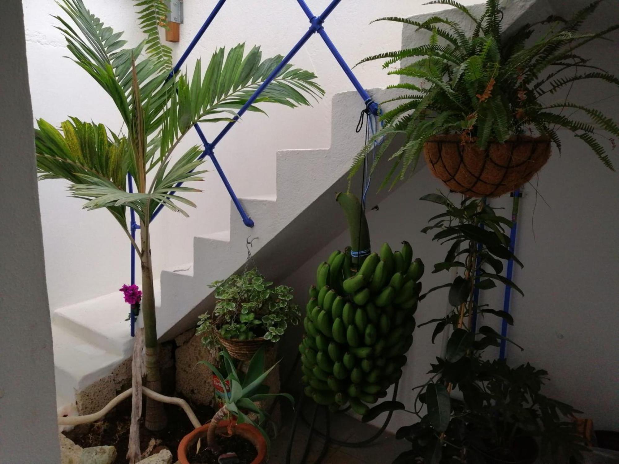 La Haciendita De La Casita Azul Puerto de la Cruz  Esterno foto